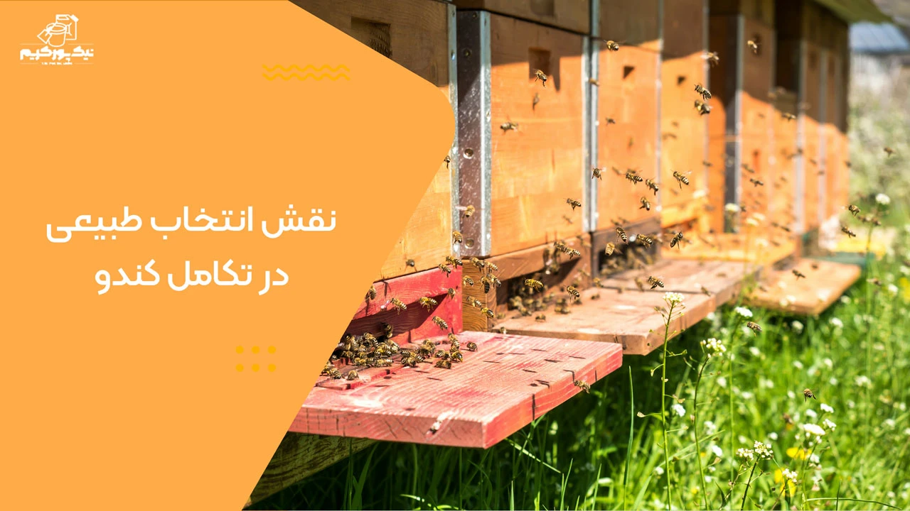 نقش انتخاب طبیعی در تکامل کندو - چرا کندوی عسل شش ضلعی است