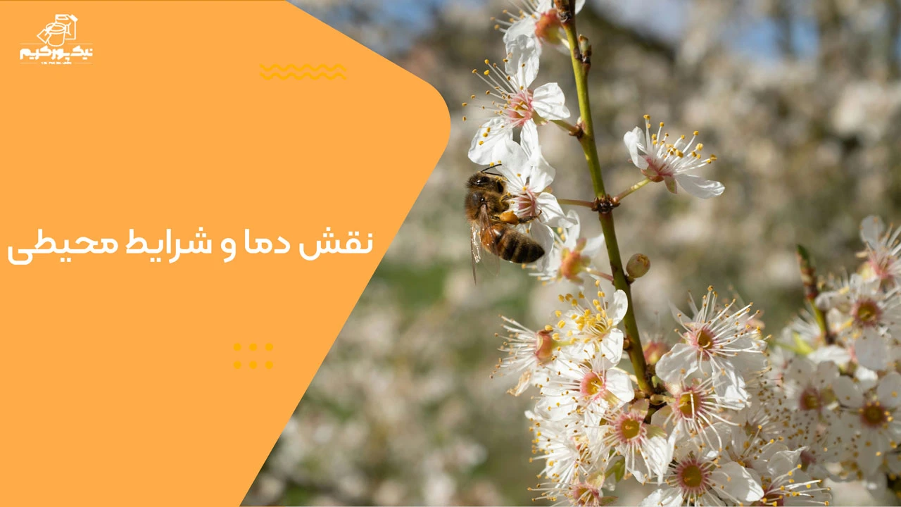 نقش دما و شرایط محیطی - چرا کندوی عسل شش ضلعی است