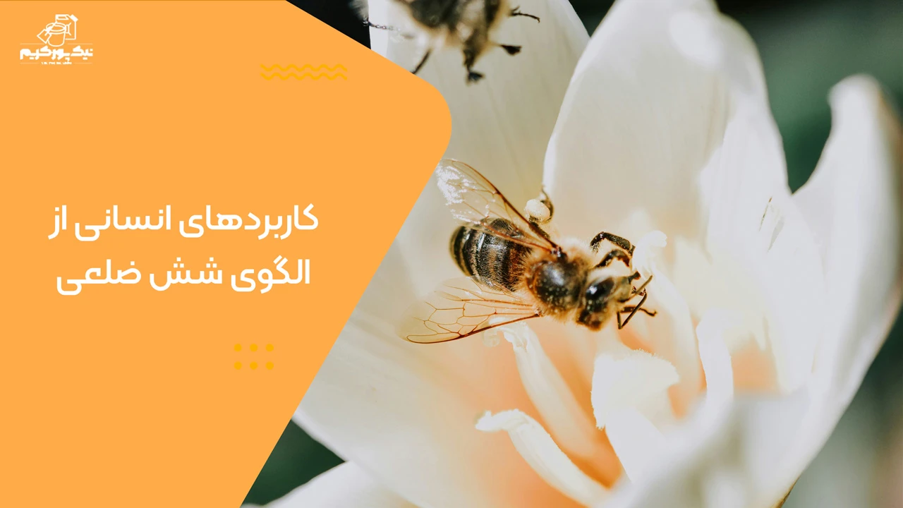 کاربردهای انسانی از الگوی شش ضلعی - چرا کندوی عسل شش ضلعی است؟