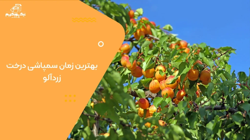 بهترین زمان سمپاشی درخت زردآلو