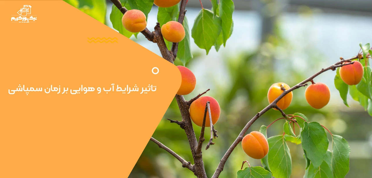تاثیر شرایط آب و هوایی بر بهترین زمان سمپاشی درخت زردآلو