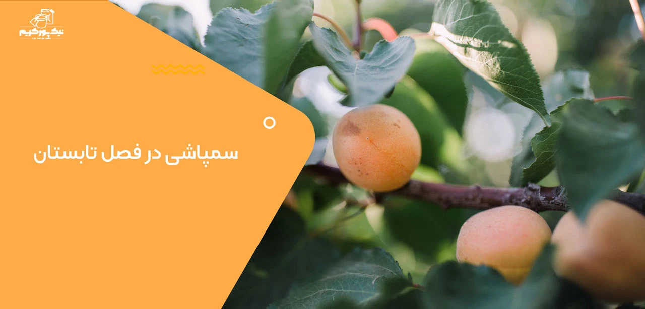 سمپاشی در فصل تابستان - بهترین زمان سمپاشی درخت زردآلو