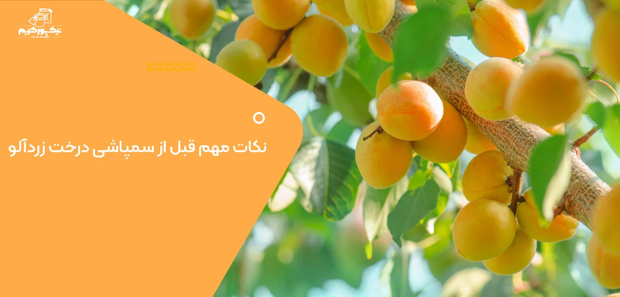نکات مهم قبل از سمپاشی درخت زردآلو - بهترین زمان سمپاشی درخت زردآلو