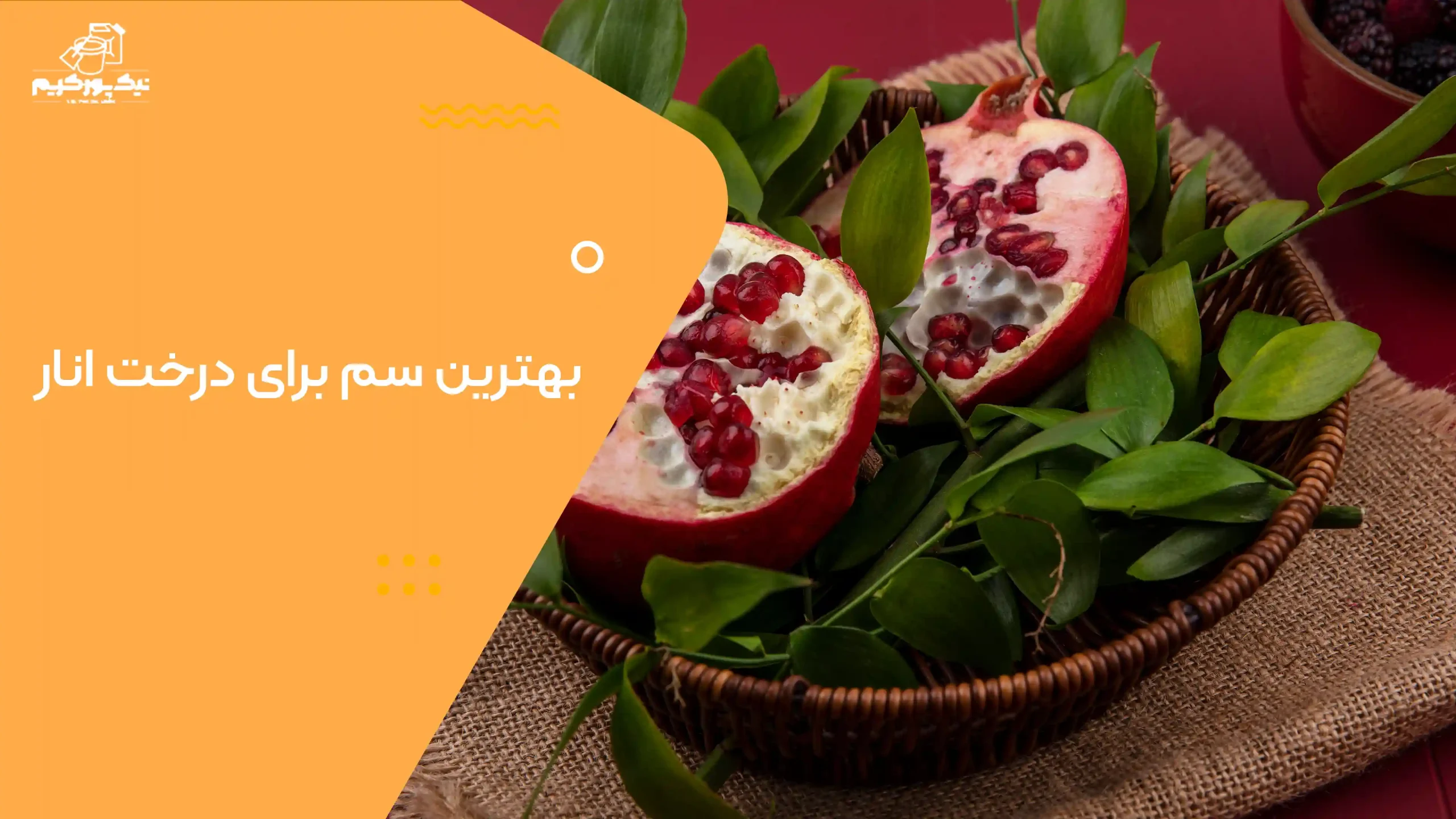 بهترین سم برای درخت انار