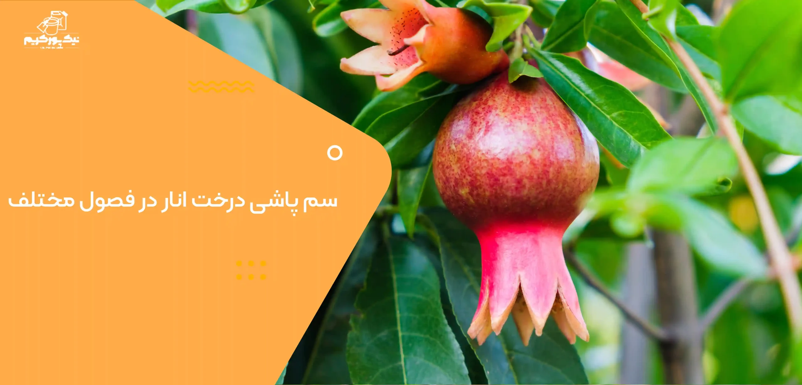 سم پاشی درخت انار در فصول مختلف سم پاشی درخت انار در فصول مختلف
