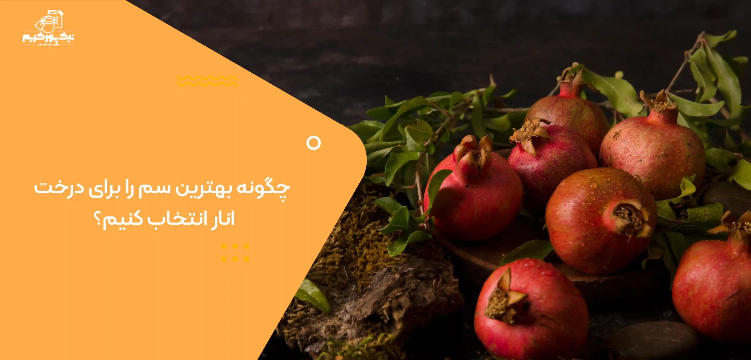 چگونه بهترین سم را برای درخت انار انتخاب کنیم؟ چگونه بهترین سم را برای درخت انار انتخاب کنیم؟