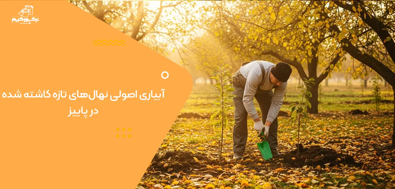 آبیاری اصولی نهالهای تازه کاشته شده در پاییز