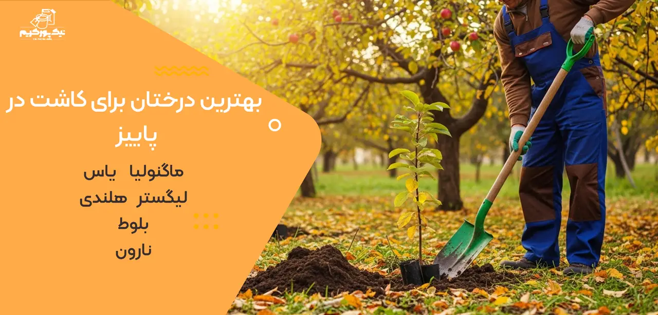 بهترین درختان برای کاشت در پاییز کدامند
