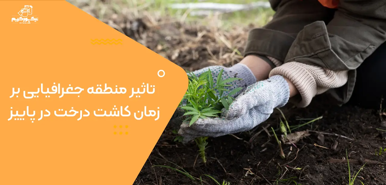 تاثیر منطقه جغرافیایی بر زمان کاشت درخت در پاییز