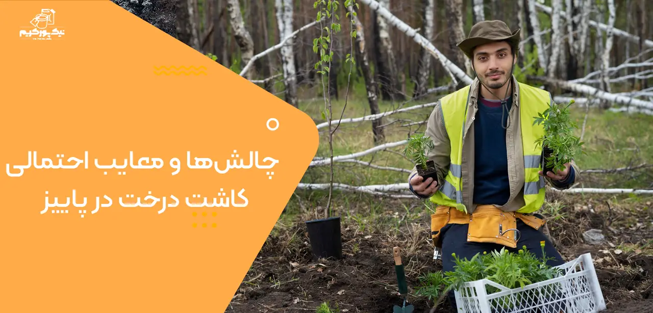 چالشها و معایب احتمالی کاشت درخت در پاییز