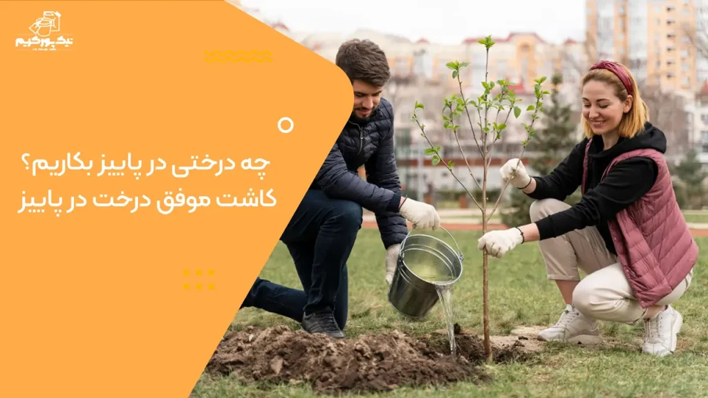 چه درختی در پاییز بکاریم؟ کاشت موفق درخت در پاییز