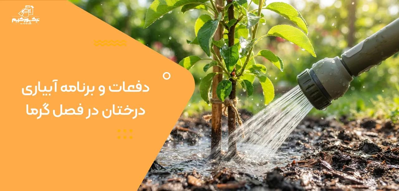 دفعات و برنامه آبیاری درختان در فصل گرما