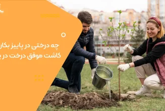 چه درختی در پاییز بکاریم؟ کاشت موفق درخت در پاییز