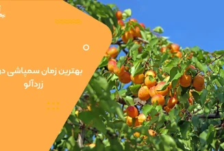 بهترین زمان سمپاشی درخت زردآلو